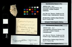 Foto (Objekt + Etikett) von Tuberosagalathea neojurensis (Patrulius, 1959)  (NHMW-GEO-1990-0041-3228)